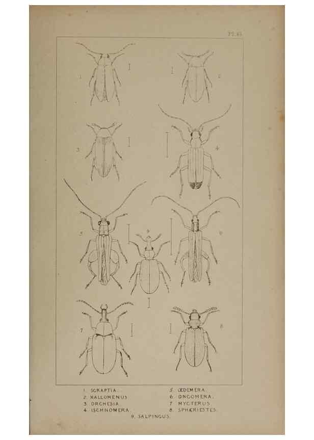 Reproducción/Reproduction 24647526895: The British Coleoptera delineated,. London,W. Crofts,1840.