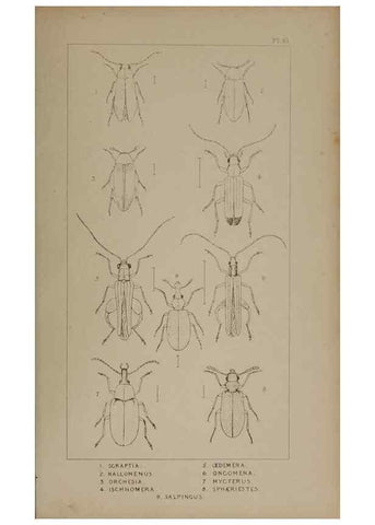 Reproducción/Reproduction 24647526895: The British Coleoptera delineated,. London,W. Crofts,1840.