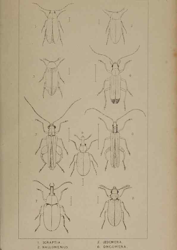 Reproducción/Reproduction 24647526895: The British Coleoptera delineated,. London,W. Crofts,1840.