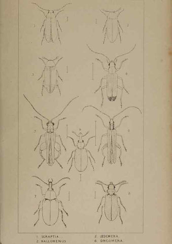 Reproducción/Reproduction 24647526895: The British Coleoptera delineated,. London,W. Crofts,1840.