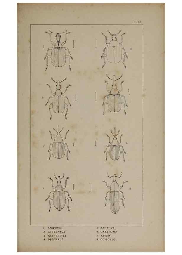 Reproducción/Reproduction 24019405974: The British Coleoptera delineated,. London,W. Crofts,1840.