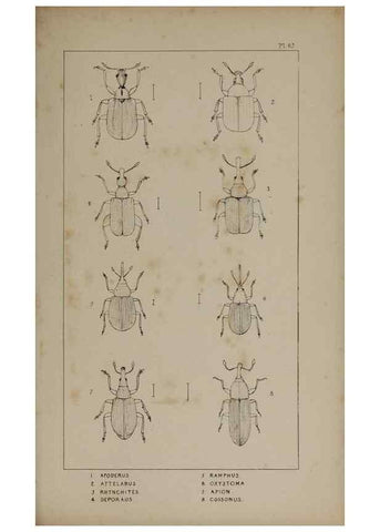 Reproducción/Reproduction 24019405974: The British Coleoptera delineated,. London,W. Crofts,1840.