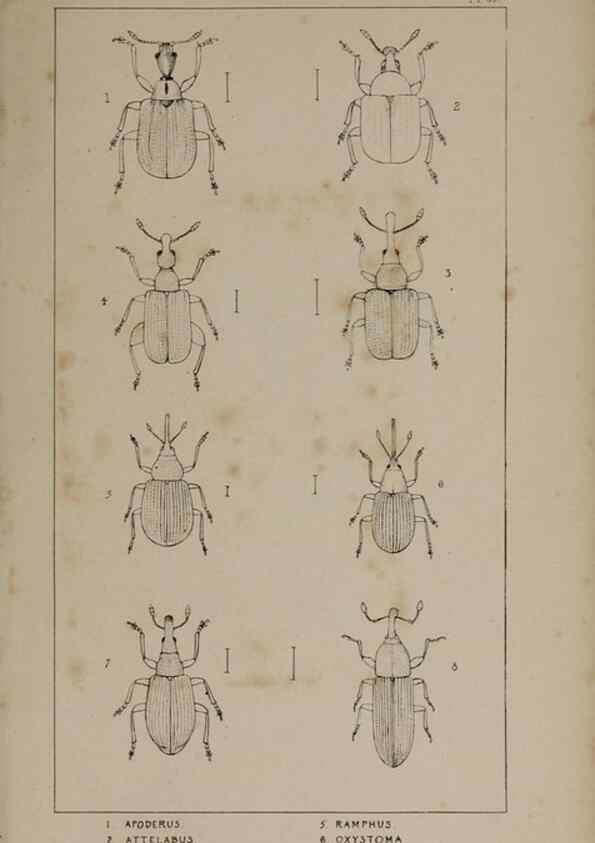 Reproducción/Reproduction 24019405974: The British Coleoptera delineated,. London,W. Crofts,1840.