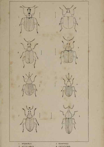 Reproducción/Reproduction 24019405974: The British Coleoptera delineated,. London,W. Crofts,1840.