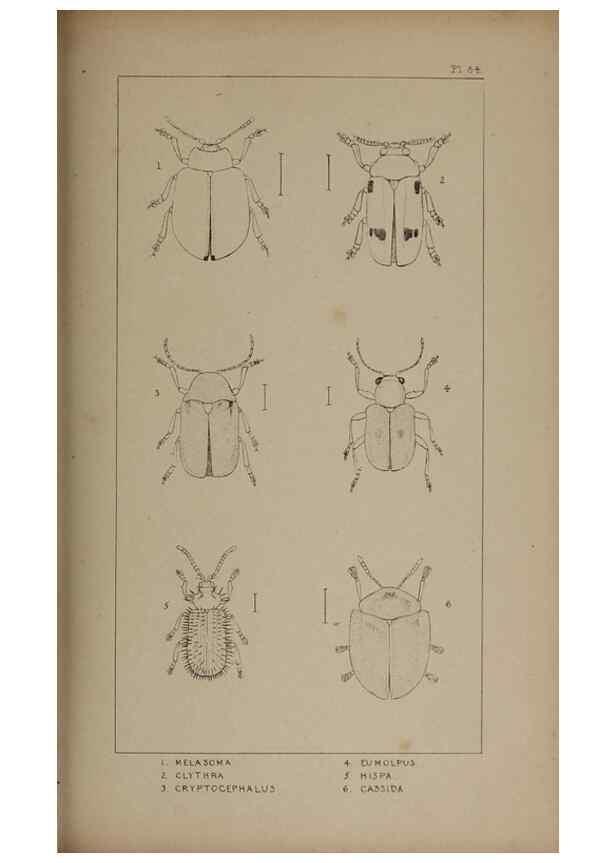 Reproducción/Reproduction 24352091960: The British Coleoptera delineated,. London,W. Crofts,1840.