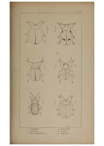 Reproducción/Reproduction 24352091960: The British Coleoptera delineated,. London,W. Crofts,1840.