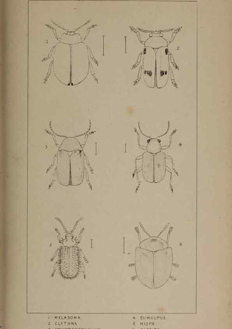 Reproducción/Reproduction 24352091960: The British Coleoptera delineated,. London,W. Crofts,1840.