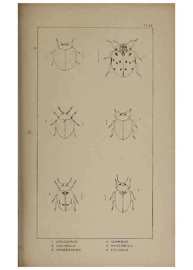 Reproducción/Reproduction 24020828563: The British Coleoptera delineated,. London,W. Crofts,1840.
