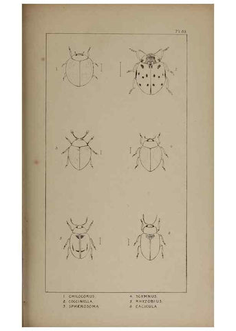 Reproducción/Reproduction 24020828563: The British Coleoptera delineated,. London,W. Crofts,1840.