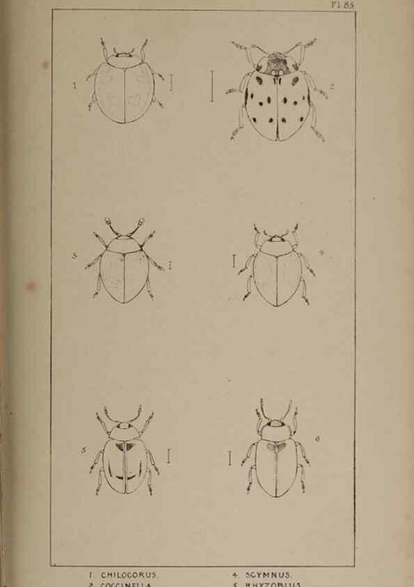 Reproducción/Reproduction 24020828563: The British Coleoptera delineated,. London,W. Crofts,1840.