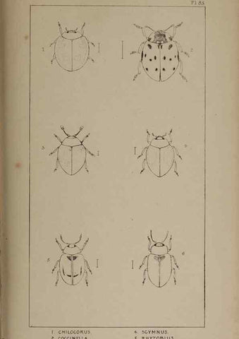 Reproducción/Reproduction 24020828563: The British Coleoptera delineated,. London,W. Crofts,1840.