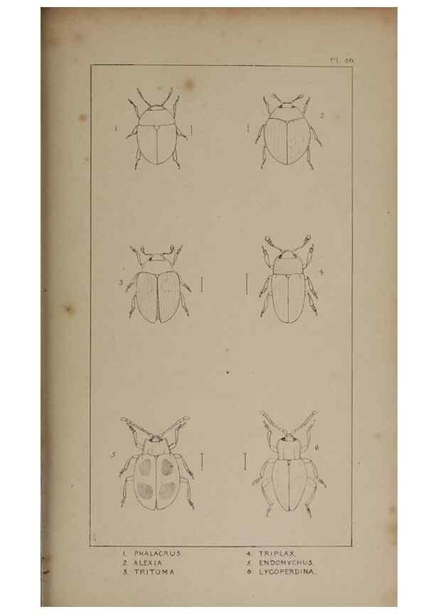 Reproducción/Reproduction 24020832013: The British Coleoptera delineated,. London,W. Crofts,1840.
