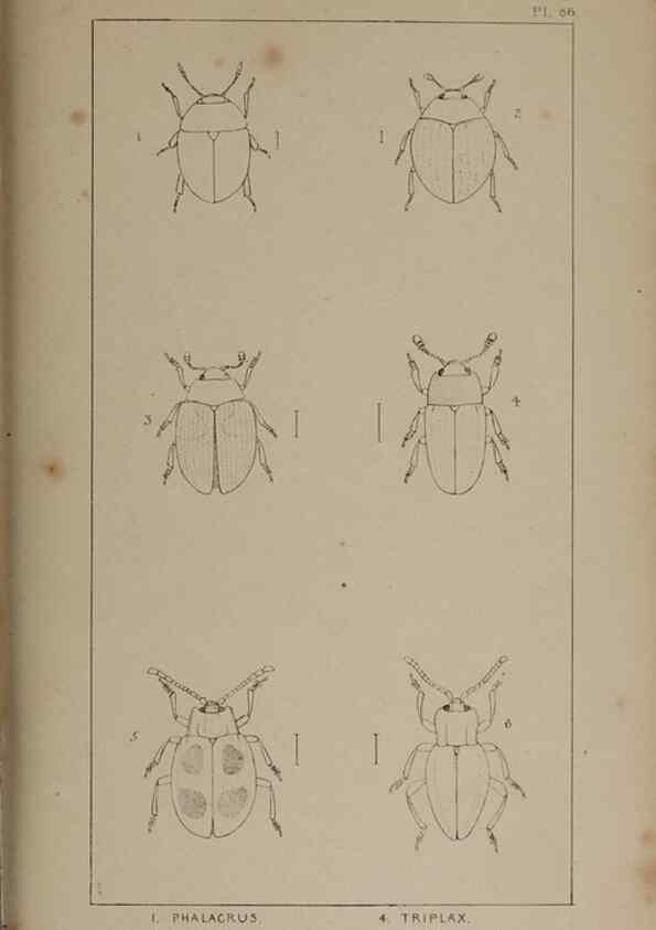 Reproducción/Reproduction 24020832013: The British Coleoptera delineated,. London,W. Crofts,1840.