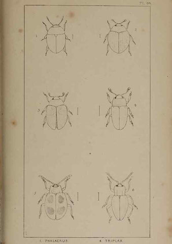 Reproducción/Reproduction 24020832013: The British Coleoptera delineated,. London,W. Crofts,1840.