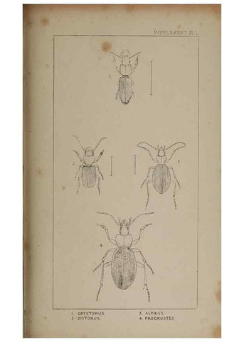 Reproducción/Reproduction 24352101040: The British Coleoptera delineated,. London,W. Crofts,1840.