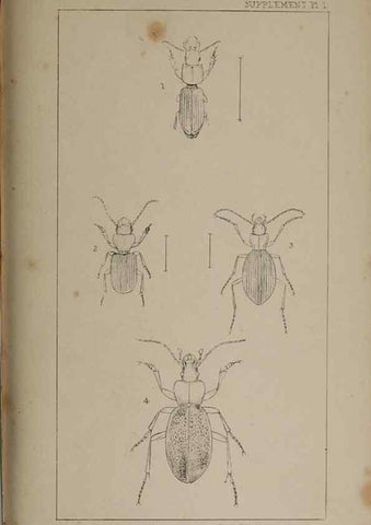 Reproducción/Reproduction 24352101040: The British Coleoptera delineated,. London,W. Crofts,1840.