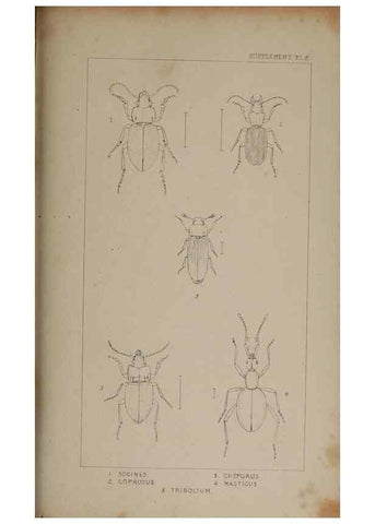 Reproducción/Reproduction 24352103180: The British Coleoptera delineated,. London,W. Crofts,1840.