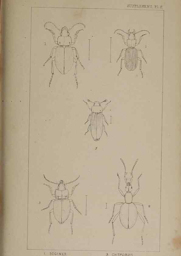 Reproducción/Reproduction 24352103180: The British Coleoptera delineated,. London,W. Crofts,1840.