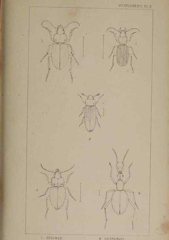 Reproducción/Reproduction 24352103180: The British Coleoptera delineated,. London,W. Crofts,1840.