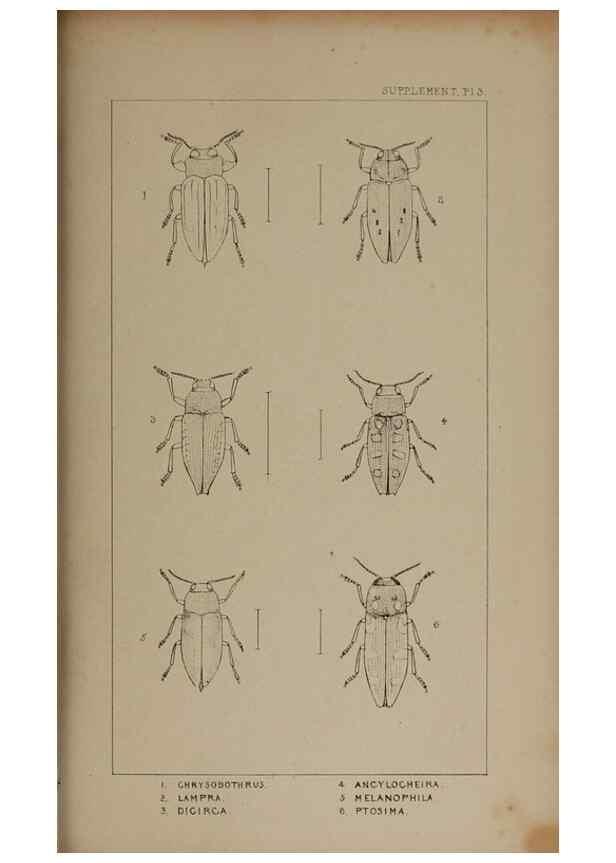 Reproducción/Reproduction 24647640245: The British Coleoptera delineated,. London,W. Crofts,1840.