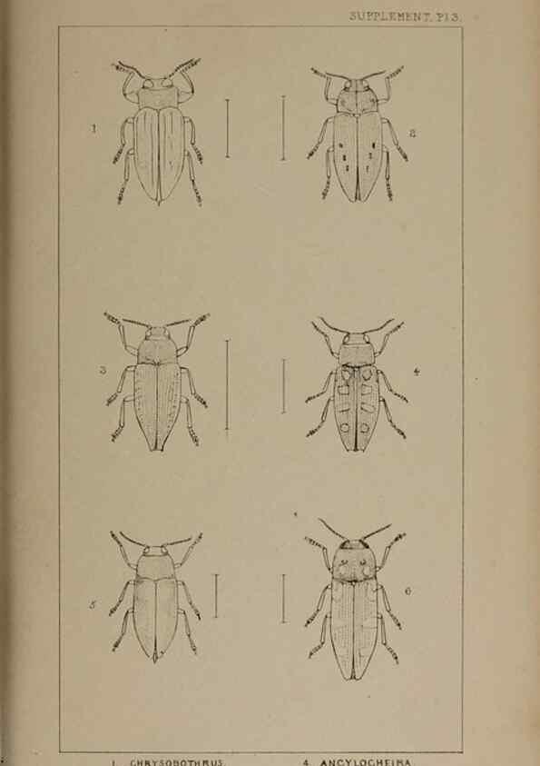 Reproducción/Reproduction 24647640245: The British Coleoptera delineated,. London,W. Crofts,1840.