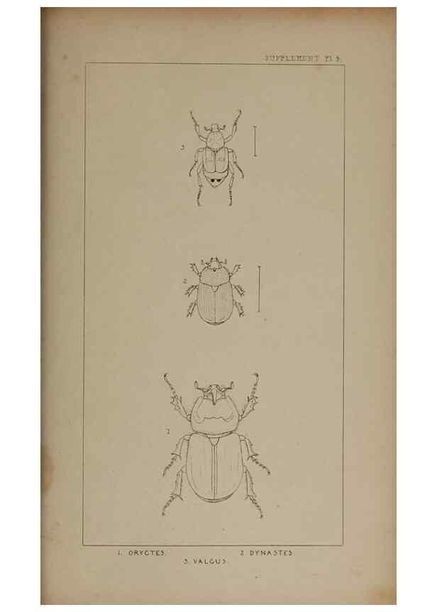 Reproducción/Reproduction 24539281832: The British Coleoptera delineated,. London,W. Crofts,1840.