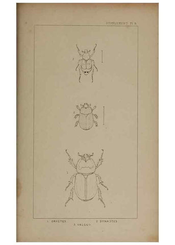Reproducción/Reproduction 24539281832: The British Coleoptera delineated,. London,W. Crofts,1840.