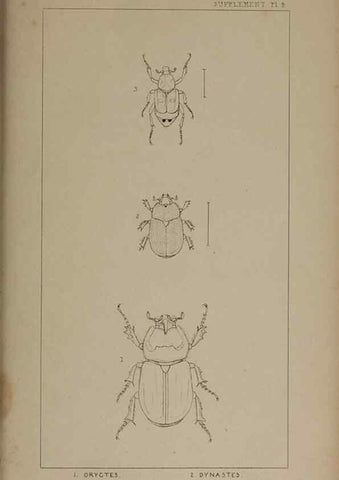 Reproducción/Reproduction 24539281832: The British Coleoptera delineated,. London,W. Crofts,1840.