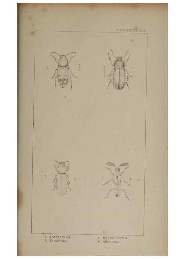 Reproducción/Reproduction 24647648815: The British Coleoptera delineated,. London,W. Crofts,1840.