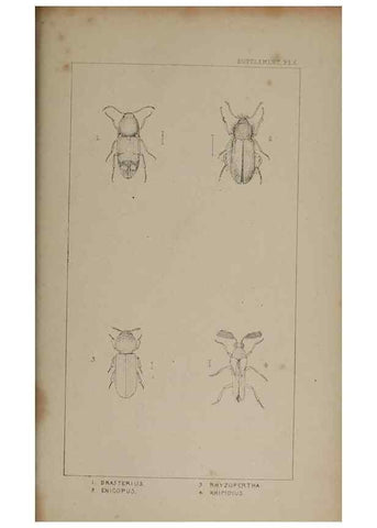 Reproducción/Reproduction 24647648815: The British Coleoptera delineated,. London,W. Crofts,1840.