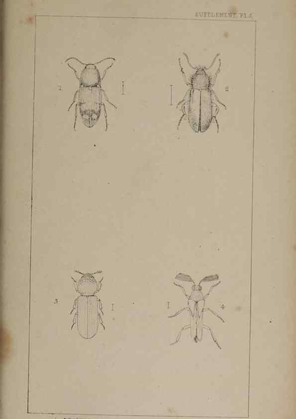 Reproducción/Reproduction 24647648815: The British Coleoptera delineated,. London,W. Crofts,1840.