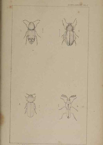 Reproducción/Reproduction 24647648815: The British Coleoptera delineated,. London,W. Crofts,1840.