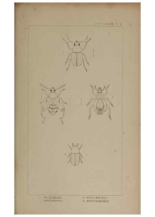 Reproducción/Reproduction 24020851373: The British Coleoptera delineated,. London,W. Crofts,1840.