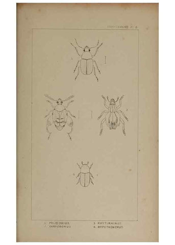 Reproducción/Reproduction 24020851373: The British Coleoptera delineated,. London,W. Crofts,1840.