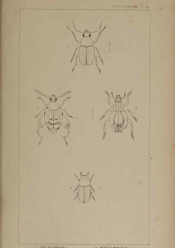Reproducción/Reproduction 24020851373: The British Coleoptera delineated,. London,W. Crofts,1840.