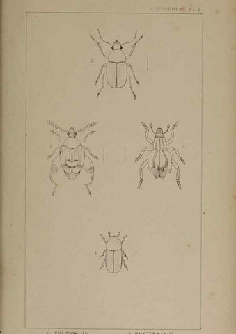 Reproducción/Reproduction 24020851373: The British Coleoptera delineated,. London,W. Crofts,1840.