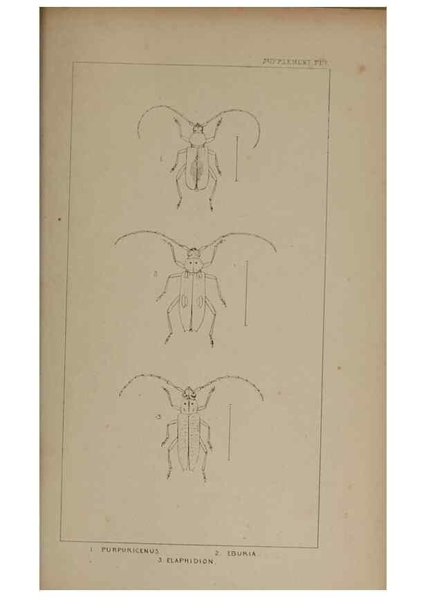 Reproducción/Reproduction 24019523024: The British Coleoptera delineated,. London,W. Crofts,1840.