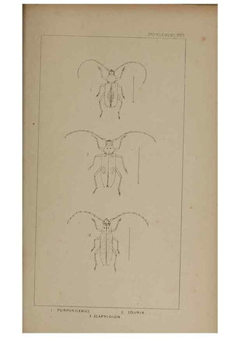 Reproducción/Reproduction 24019523024: The British Coleoptera delineated,. London,W. Crofts,1840.