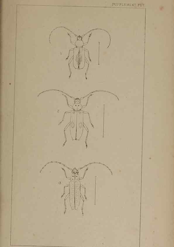 Reproducción/Reproduction 24019523024: The British Coleoptera delineated,. London,W. Crofts,1840.