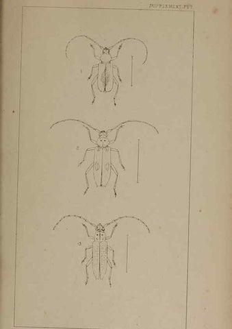 Reproducción/Reproduction 24019523024: The British Coleoptera delineated,. London,W. Crofts,1840.