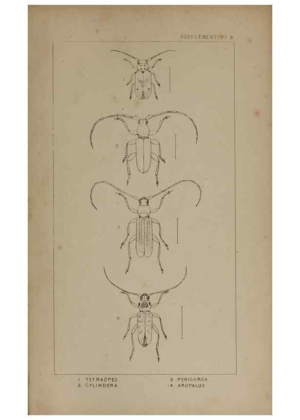 Reproducción/Reproduction 24539294782: The British Coleoptera delineated,. London,W. Crofts,1840.