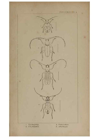 Reproducción/Reproduction 24539294782: The British Coleoptera delineated,. London,W. Crofts,1840.