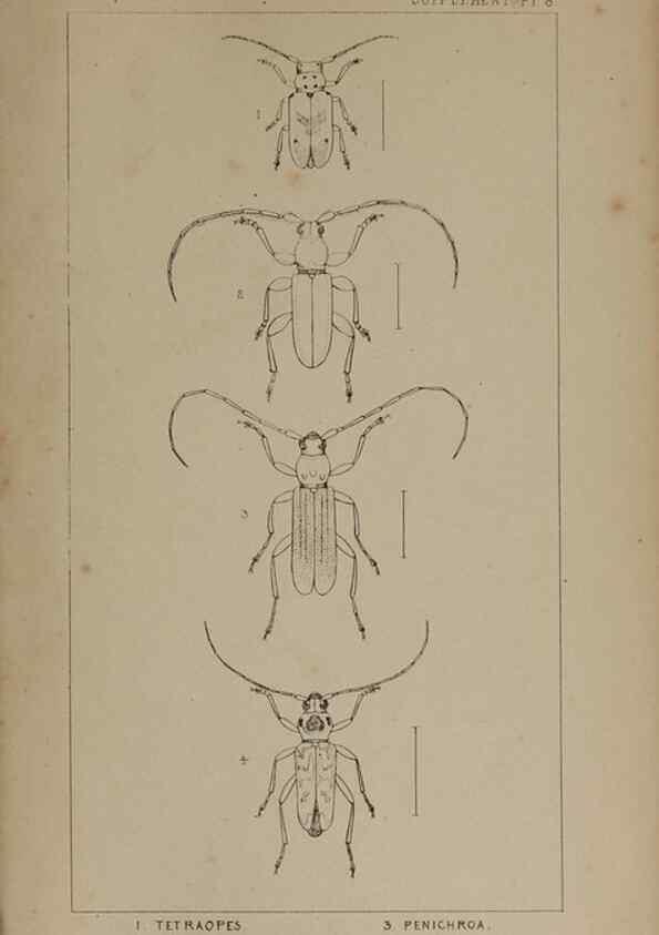 Reproducción/Reproduction 24539294782: The British Coleoptera delineated,. London,W. Crofts,1840.