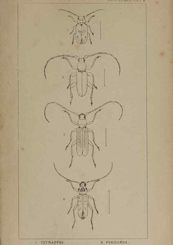 Reproducción/Reproduction 24539294782: The British Coleoptera delineated,. London,W. Crofts,1840.