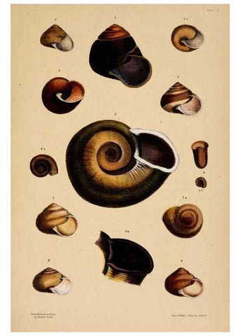 Reproducción/Reproduction 24721071552: A monograph of Australian land shells,. Sydney,W. Maddock; [etc., etc.]1868.