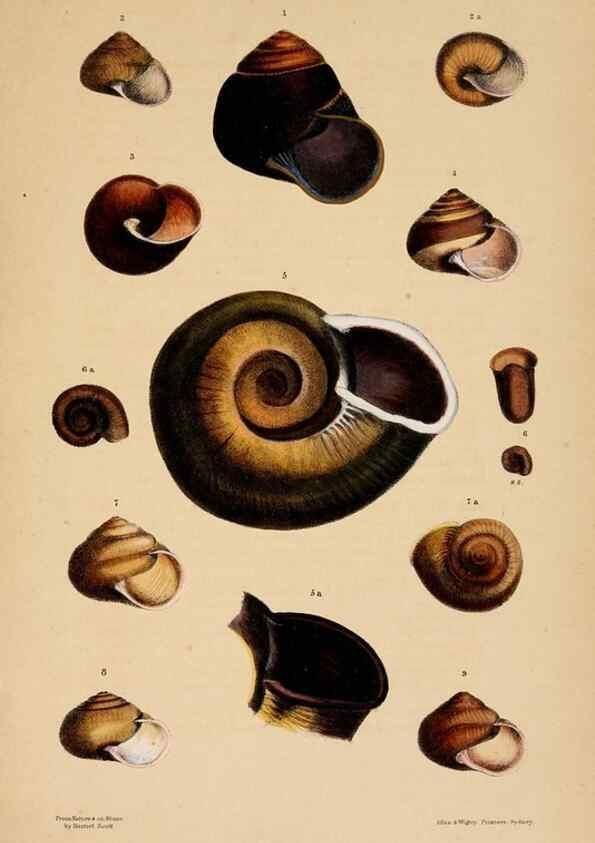 Reproducción/Reproduction 24721071552: A monograph of Australian land shells,. Sydney,W. Maddock; [etc., etc.]1868.