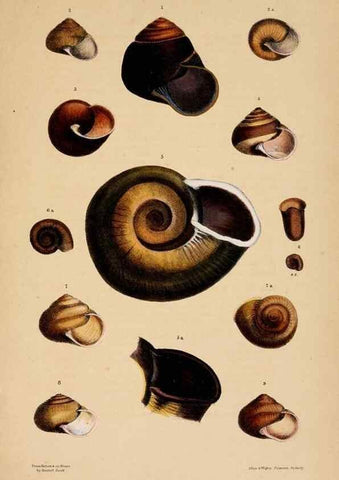 Reproducción/Reproduction 24721071552: A monograph of Australian land shells,. Sydney,W. Maddock; [etc., etc.]1868.