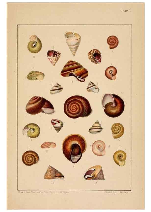 Reproducción/Reproduction 24212082373: A monograph of Australian land shells,. Sydney,W. Maddock; [etc., etc.]1868.