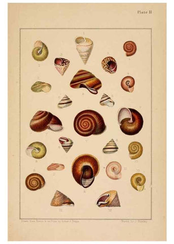 Reproducción/Reproduction 24212082373: A monograph of Australian land shells,. Sydney,W. Maddock; [etc., etc.]1868.