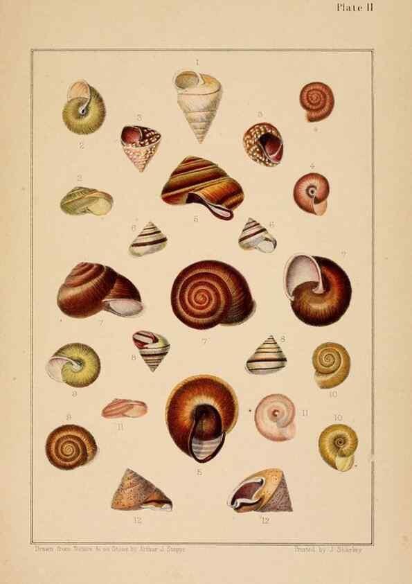 Reproducción/Reproduction 24212082373: A monograph of Australian land shells,. Sydney,W. Maddock; [etc., etc.]1868.